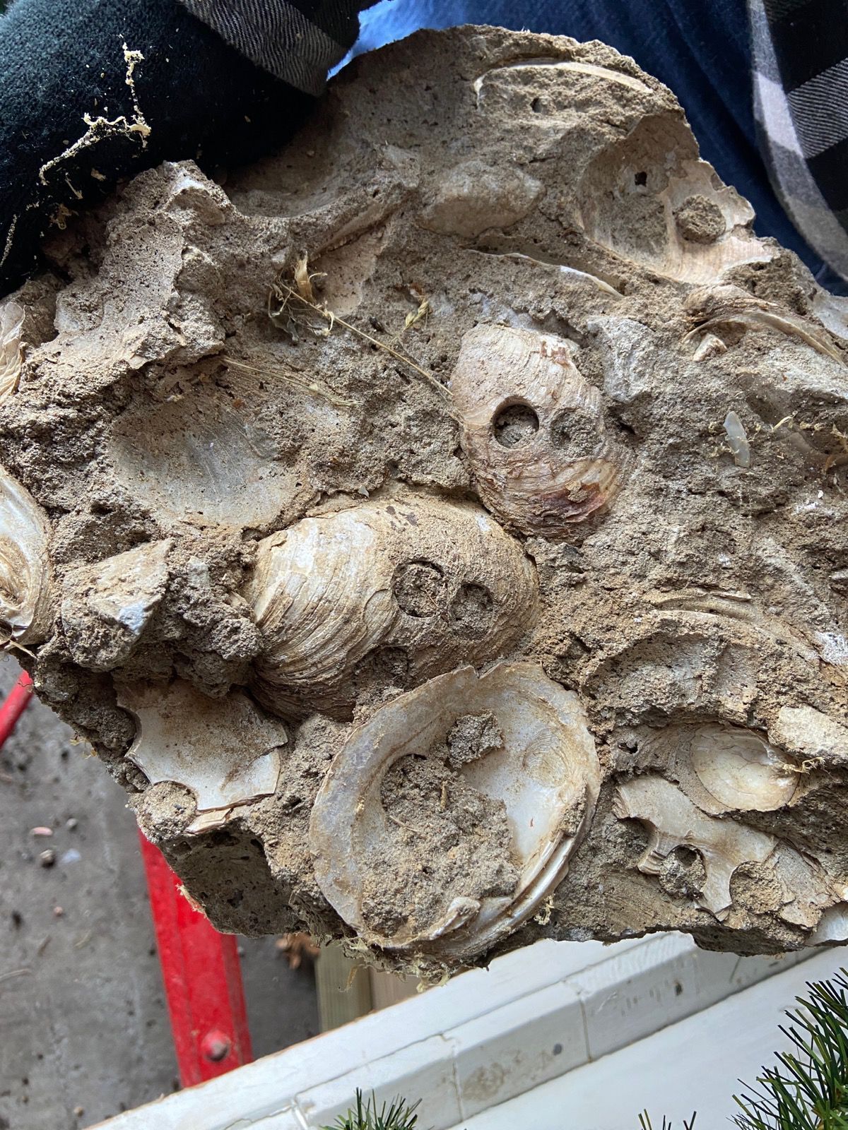 shells